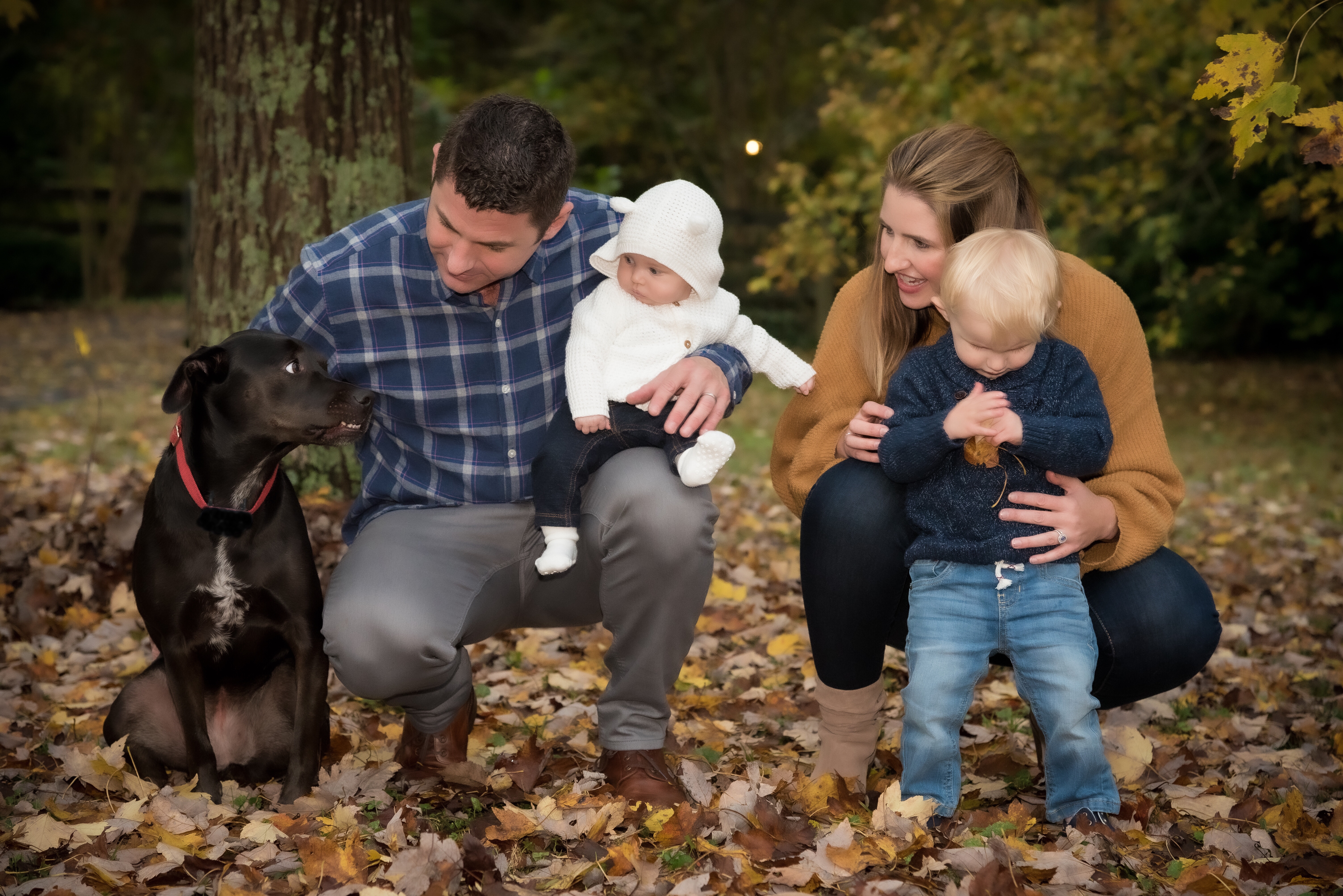 A family of two adults, two children and a dog are shown in a bed of yellow, Fall leaves. From left to right: black medium sized dog with red collar and white strip on her chest; a father wearing a blue plaid shirt and gray pants holding his baby daughter (4 months old) wearing a white hooded sweater, jeans and white socks; mother is crouched down wearing a gold sweater, blondish brown hair, jeans and short tan boots is behind her 2-year old son who has blond hair, wearing a blue cable sweater, light denim jeans and holding a leaf. The boy's head is down. The mother, father and baby look at the dog and he looks back.